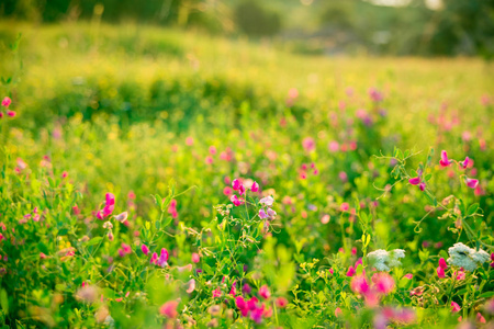 草甸与粉红色的野花