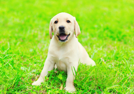 快乐可爱的小狗小狗拉布拉多犬坐在绿草我