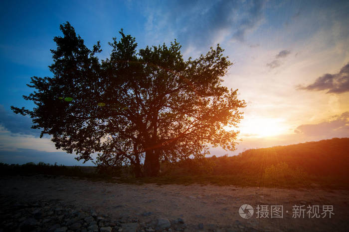 夕阳下的孤树