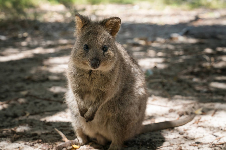 澳大利亚野生动物图片