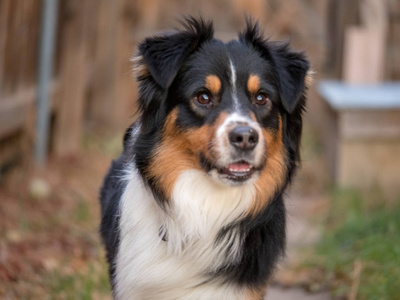 澳大利亚牧羊犬跑向相机