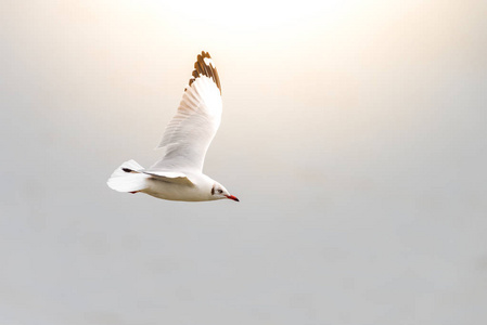 布朗领导的海鸥鸟 (科) 飞行在天空在自然海照片