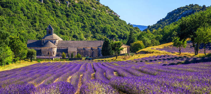 法国普罗旺斯 Senanque 修道院盛开的薰衣草场