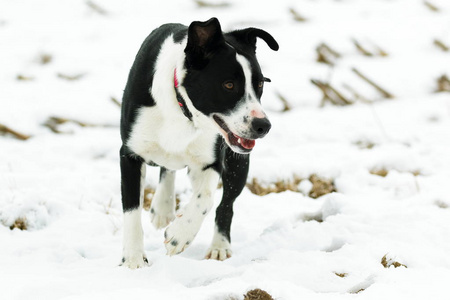 狗在雪中运行