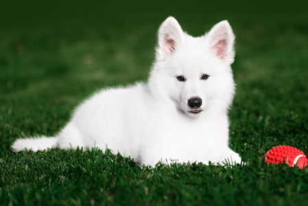 瑞士牧羊犬图片