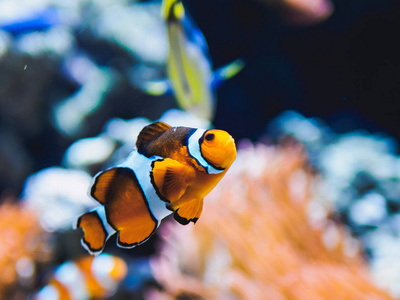 橙色小丑鱼与珊瑚在水族馆水族馆