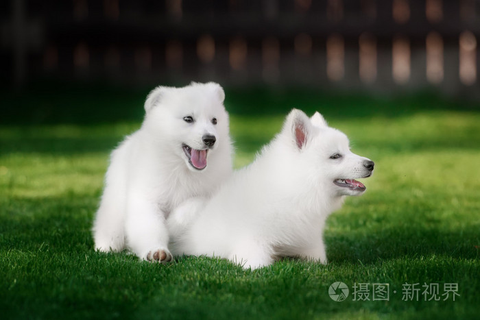 白色瑞士牧羊犬小狗