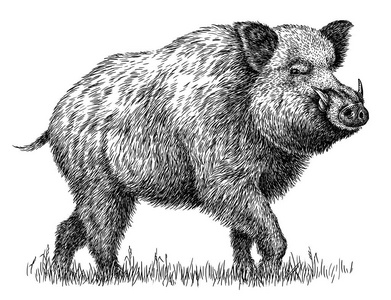 黑白猪高清图图片