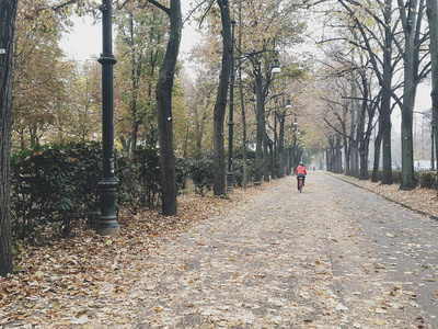 城市公园里的秋叶