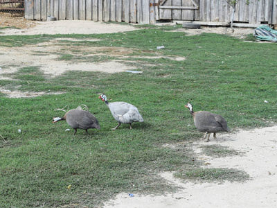 在绿草上的几内亚家禽。几内亚禽鸟在村庄庭院里