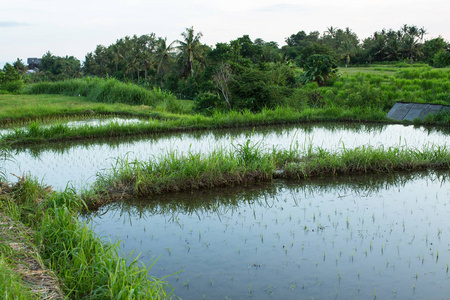 在印度尼西亚巴厘岛上的稻田