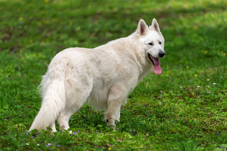 瑞士白德国牧羊犬照片