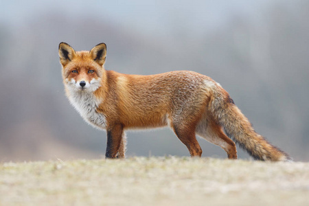 野生红狐狸幼崽