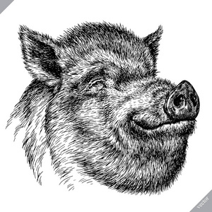 黑白雕刻分离猪矢量插画照片