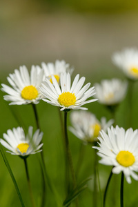 小雏菊花