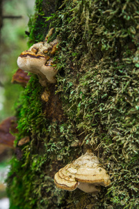 苔藓和希瑟的森林蘑菇