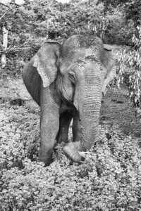 斯里兰卡亚拉国家公园野象单色