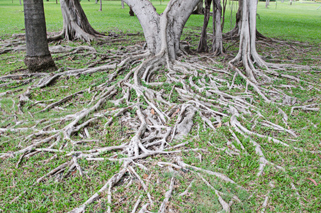 悦榕庄树的根节点为背景的