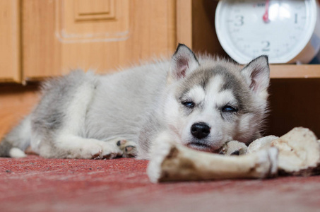 西伯利亚雪橇犬小狗躺在家里的红地毯上的骨
