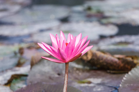 莲花盛开