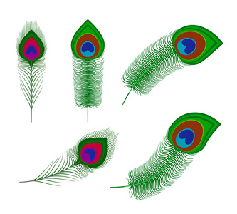 孔雀羽羽毛照片
