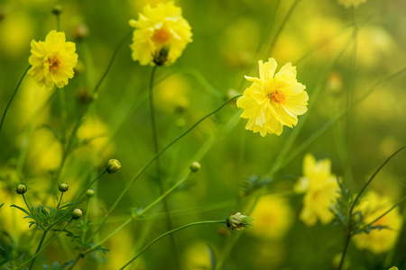 黄花在阳光下的自然环境中绽放