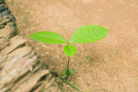 小植物生长图片