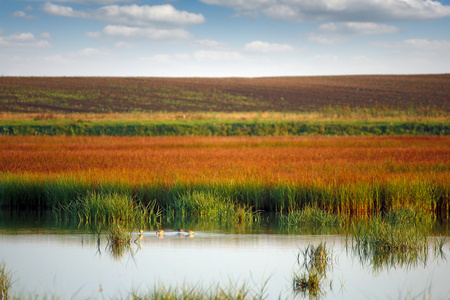 沼泽与鸟类景观深秋季节图片