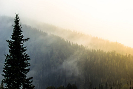 雾中背景山上针叶林的剪影图片