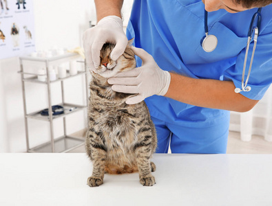 兽医检查猫兽医检查一只猫兽医在医院检查病猫猫咪来访兽医做定期检查