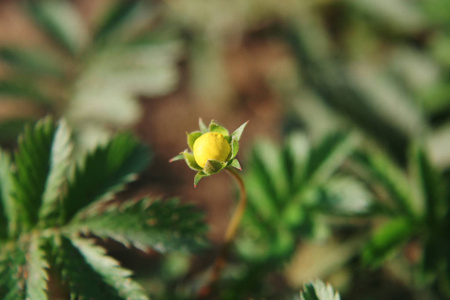 黄色花朵的披露