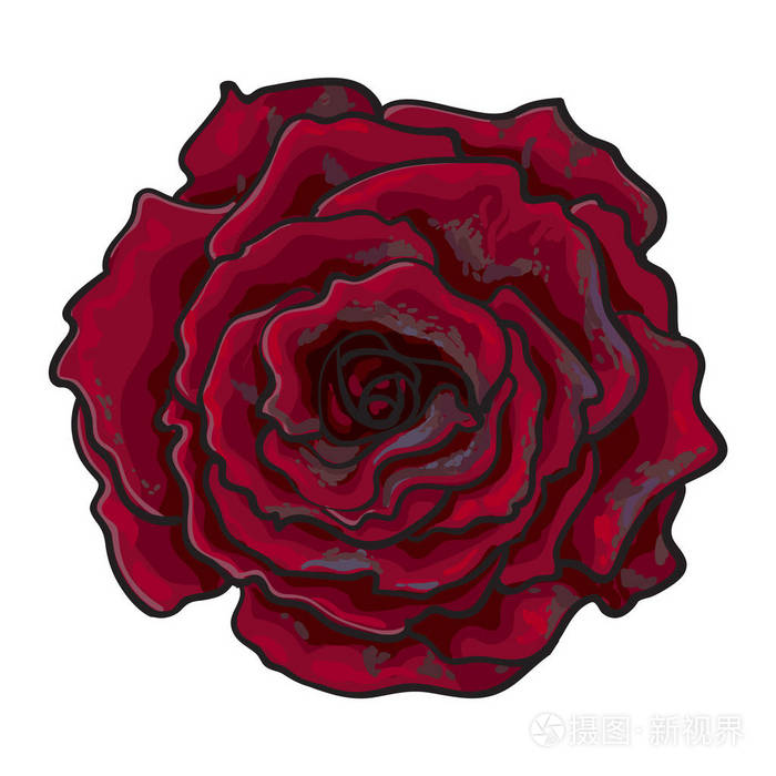 与孤立的深红色,ruby 的玫瑰,顶视图素描矢量图