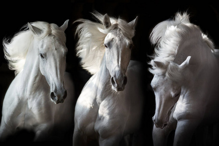 三白色马在运动在黑背景图片