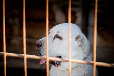 中央亚洲牧羊犬