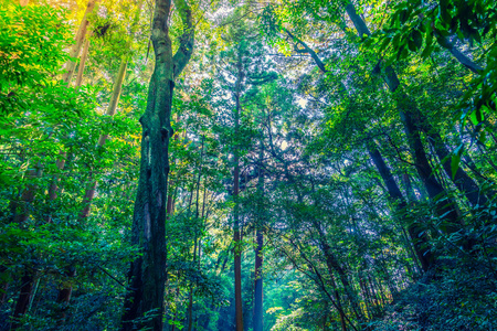 森林树经过过滤的图像处理的复古效果。