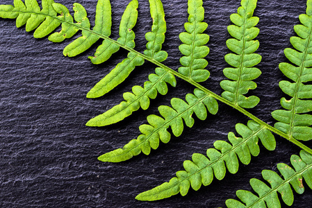 在黑色背景上,在自然界中,分形图案的神圣几何学上的蕨类植物照片