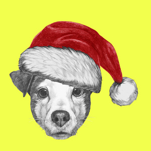 杰克罗素狗与圣诞老人的帽子