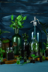 迷你玻璃花瓶和绿叶, 植物的瓶子