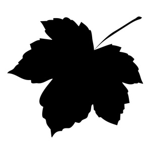 枫叶矢量图图片