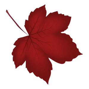 枫叶矢量图现实的红枫叶的图像.孤立在白色背景上的矢量图照片