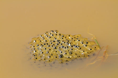 蟾蜍卵在水中照片