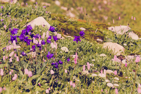 夏日绿草中的美丽紫色花朵