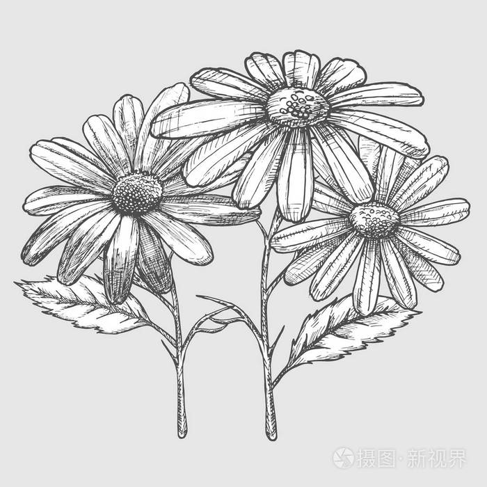 墨甘菊草药插画.手工绘制的植物素描风格.绝对向量