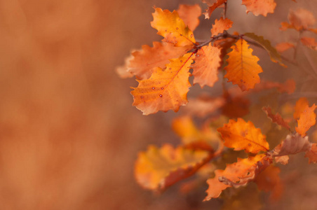 美丽的秋天背景与橙色的温暖色调。橡木叶。带有选择性对焦的照片