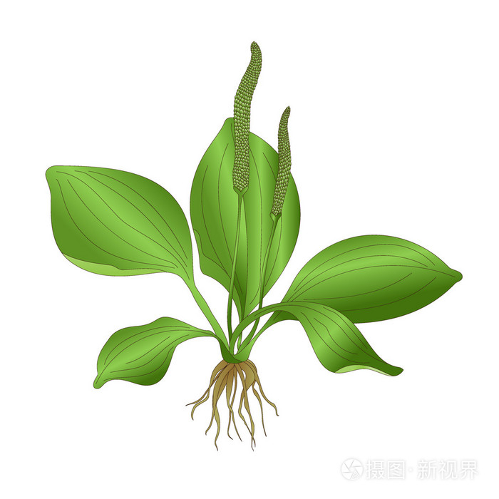 车前草插画-正版商用图片0fwjxa-摄图新视界