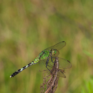 在一根棍子上的绿蜻蜓