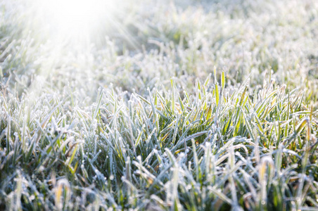 春天的新芽在白霜图片