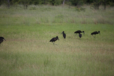 非洲博茨瓦纳大草原上的非洲野鸟