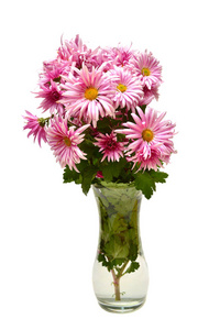 静物。美丽的花束粉红色的时尚菊花与芽在白色背景的花瓶孤立。新娘婚礼花束