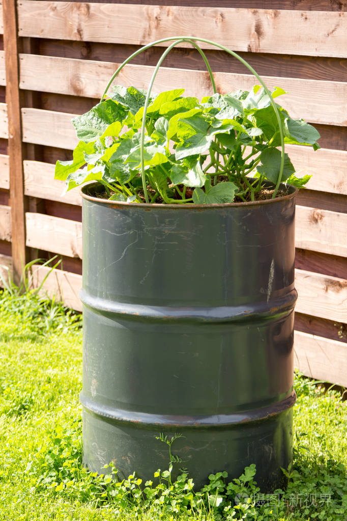 黄瓜生长在金属桶